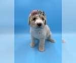 Small Photo #4 Sheepadoodle Puppy For Sale in DENISON, TX, USA