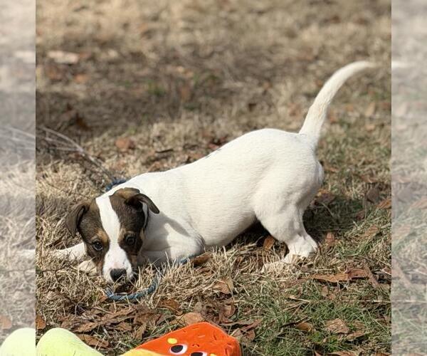 Medium Photo #1 Saint Bernard-Unknown Mix Puppy For Sale in Yardley, PA, USA