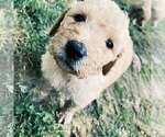 Small Photo #4 Goldendoodle Puppy For Sale in LITTLE FLOCK, AR, USA