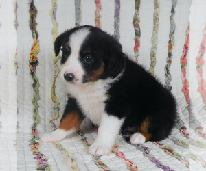 Miniature Australian Shepherd Puppy for sale in HARRISON, OH, USA