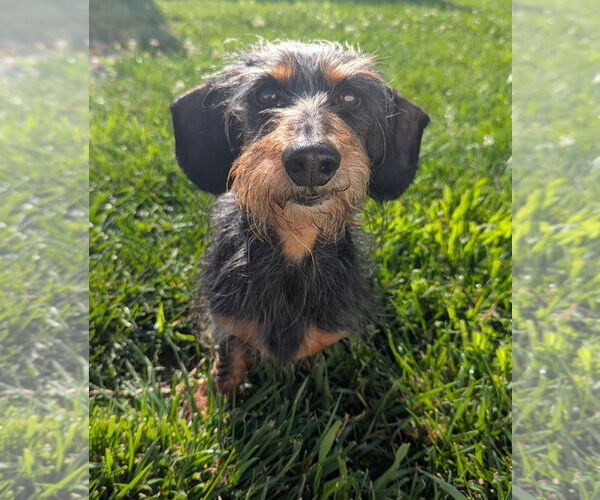 Medium Photo #3 Dachshund Puppy For Sale in Shelbyville, TN, USA