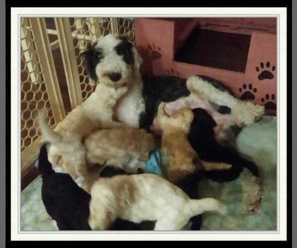 Medium Photo #8 Sheepadoodle Puppy For Sale in RIALTO, CA, USA