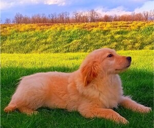 Golden Retriever Puppy for sale in FREDERICKSBURG, OH, USA