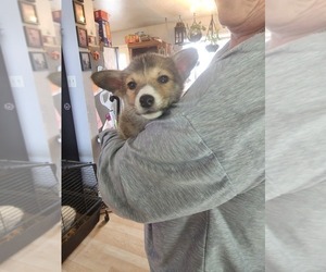 Cardigan Welsh Corgi-Pomsky Mix Puppy for sale in WINDSOR, CO, USA