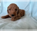 Puppy Ron Goldendoodle
