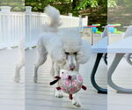 Small #2 Poodle (Standard)