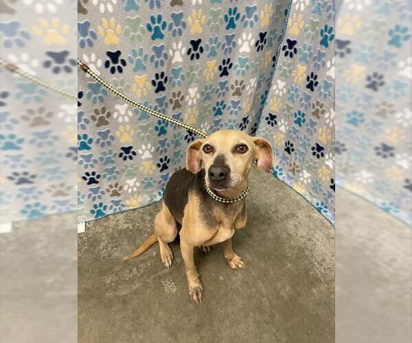 Medium Photo #1 Labbe Puppy For Sale in Rosenberg, TX, USA