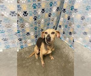 Labbe Dogs for adoption in Rosenberg, TX, USA