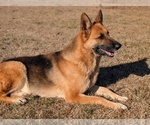 Small Photo #1 German Shepherd Dog Puppy For Sale in BENSON, NC, USA