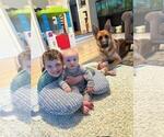 Small Photo #163 German Shepherd Dog Puppy For Sale in LA FAYETTE, NY, USA