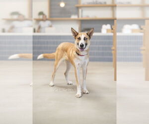Chani - Female Mutt Dog for Adoption - Photo #2