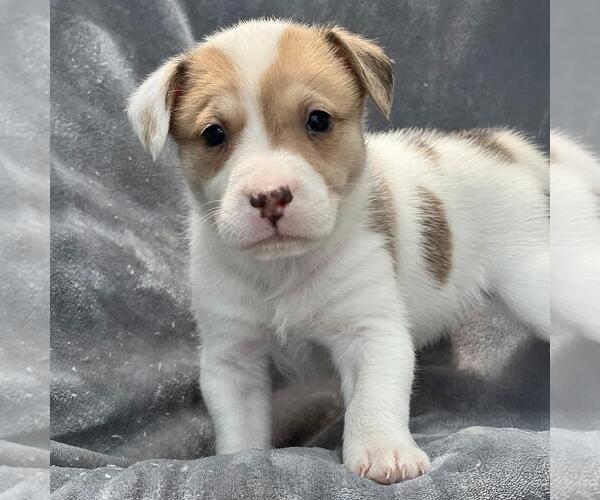 Medium Photo #1 Colonial Cocker Spaniel-Unknown Mix Puppy For Sale in San Diego, CA, USA