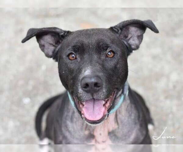 Medium Photo #1 American Pit Bull Terrier-Labrador Retriever Mix Puppy For Sale in Brewster, NY, USA