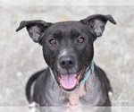 Small American Pit Bull Terrier-Labrador Retriever Mix