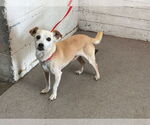 Small Chihuahua Mix