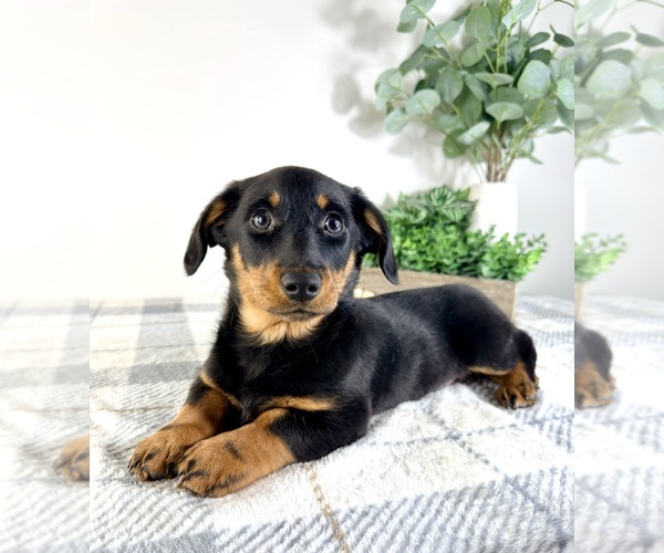 Medium Photo #2 Dorgi Puppy For Sale in GREENFIELD, IN, USA