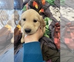 Small Photo #5 Golden Retriever Puppy For Sale in LOS ANGELES, CA, USA