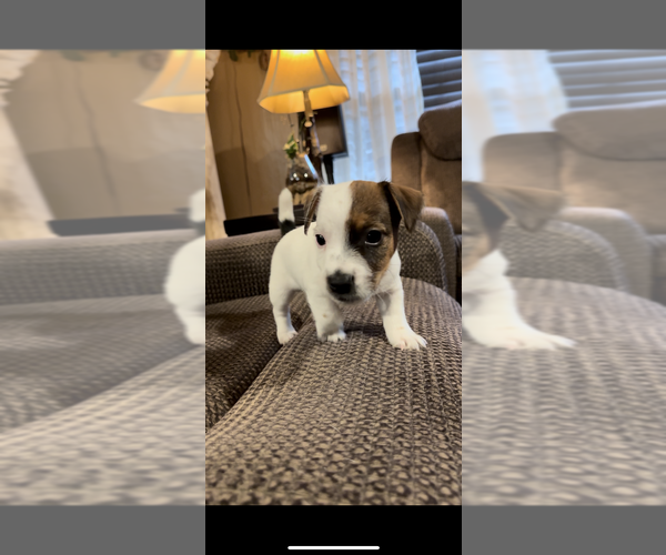 Medium Photo #3 Jack Russell Terrier Puppy For Sale in ALTOONA, FL, USA