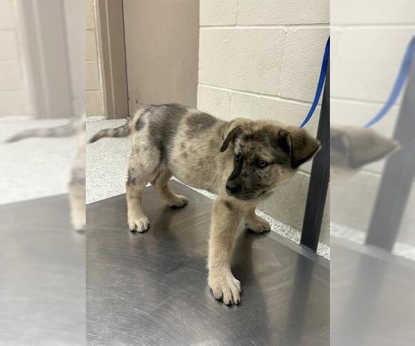 Medium Photo #1 American Pit Bull Terrier-German Shepherd Dog Mix Puppy For Sale in Conroe, TX, USA