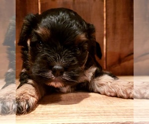 Cavapoo-Poodle (Miniature) Mix Puppy for sale in PINK HILL, NC, USA
