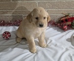 Puppy Bridget Golden Retriever