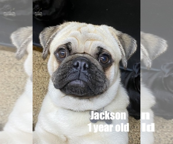 Medium Photo #1 Pug Puppy For Sale in SAUGUS, MA, USA