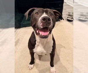 Mutt Dogs for adoption in Lake Wylie, SC, USA