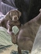 Small Photo #1 Labrador Retriever Puppy For Sale in OAK POINT, TX, USA