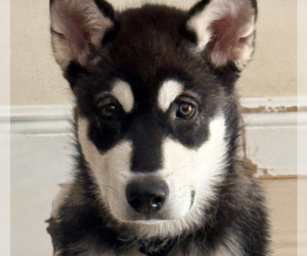 Medium Photo #1 Alaskan Malamute-Unknown Mix Puppy For Sale in Oakland Park, FL, USA