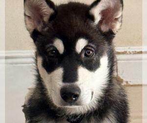Alaskan Malamute-Unknown Mix Dogs for adoption in Oakland Park, FL, USA