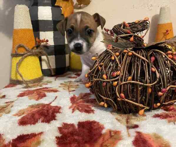 Medium Photo #1 Jack Russell Terrier Puppy For Sale in LINCOLN, IL, USA