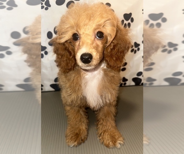 Medium Photo #2 Poodle (Toy) Puppy For Sale in BRONX, NY, USA