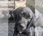 Small Photo #6 Labrador Retriever Puppy For Sale in SAINT AUGUSTINE, FL, USA