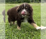 Small Photo #7 Australian Shepherd Puppy For Sale in NEOSHO, MO, USA