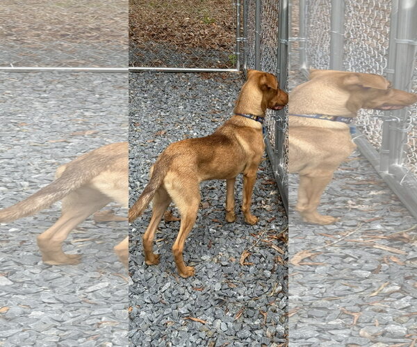 Medium Photo #5 Carolina Dog-Unknown Mix Puppy For Sale in Albemarle, NC, USA