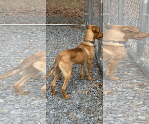 Tripp - Male Carolina Dog-Unknown Mix Dog for Adoption - Photo #5