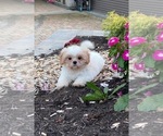 Small #2 Shih Tzu
