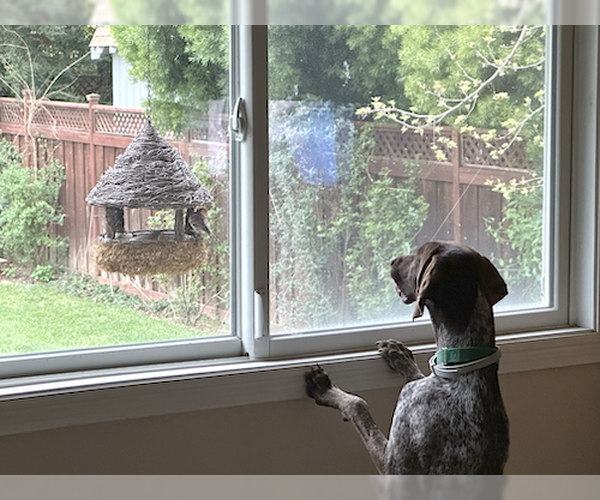 Medium Photo #2 German Shorthaired Pointer Puppy For Sale in Menlo Park, CA, USA