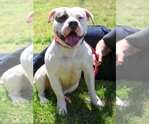 Medium Photo #5 Mutt Puppy For Sale in Glen Allen, VA, USA