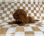 Small #4 Cockapoo (Miniature)