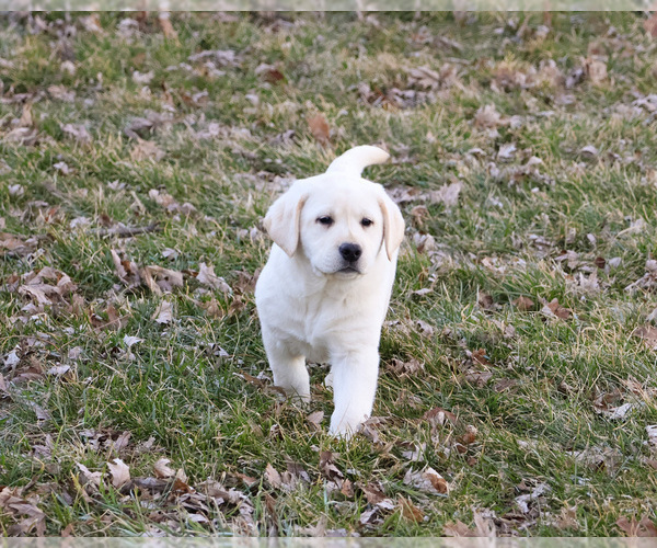 Medium Photo #15 Labrador Retriever Puppy For Sale in SYRACUSE, IN, USA