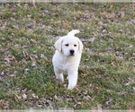 Small #14 Labrador Retriever