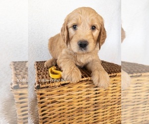 Goldendoodle Puppy for Sale in BELLFLOWER, Missouri USA