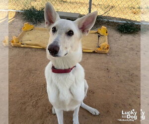 Petra - Female German Shepherd Dog-Unknown Mix Dog for Adoption - Photo #3