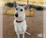 Small Photo #3 German Shepherd Dog-Unknown Mix Puppy For Sale in Washington, DC, USA