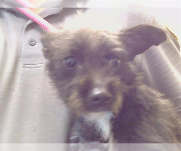 Medium Photo #1 Rat Terrier Puppy For Sale in Sacramento, CA, USA