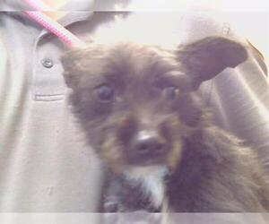 Rat Terrier Dogs for adoption in Sacramento, CA, USA