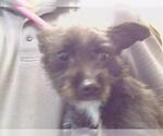 Small Rat Terrier
