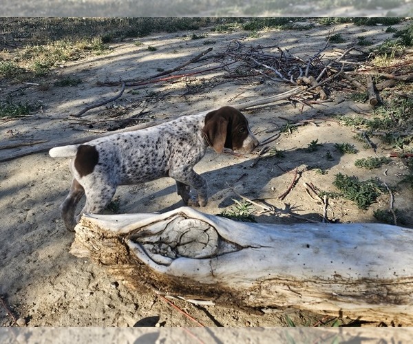 Medium Photo #52 German Shorthaired Pointer Puppy For Sale in EVANSVILLE, WY, USA