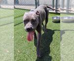 Small Staffordshire Bull Terrier Mix